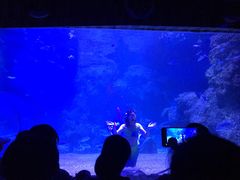 -左海海底世界