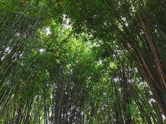 -金银湖国家城市湿地公园
