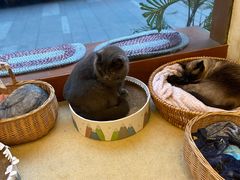 -猫友咖啡店(玉林西路店)