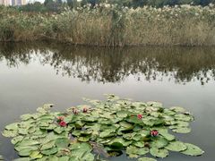 -前关湿地公园