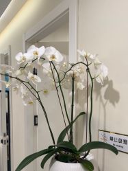 -海涛医疗美容·面部抗衰·注射美鼻