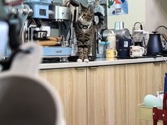 -SAFARI COFFEE