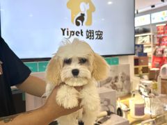 -翊宠yipet猫狗购宠庄园犬舍•猫舍