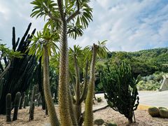 -深圳仙湖植物园