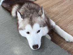 -Husky Go! 哈士奇体验馆·宠物咖啡厅狗咖