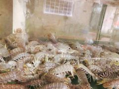 -鸿旺海鲜楼(平潭流水店)