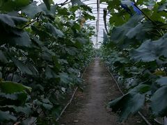 -马陆小张葡萄园农家乐