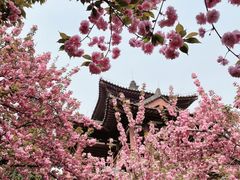 -西安青龙寺遗址景区
