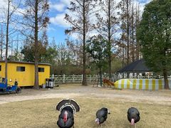 -前小桔亲子创意农场·草莓采摘·露营烧烤