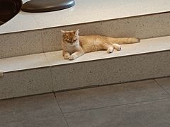 -飞行喵MR PILOT|猫舍·猫咖(静安大融城店)