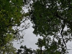 -中山市树木园