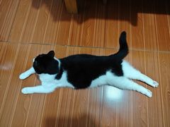 -宠颐生汉谟拉比宠物医院