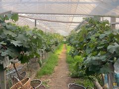 -马陆小张葡萄园农家乐