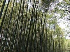-西湖风景区十里琅珰-五云山