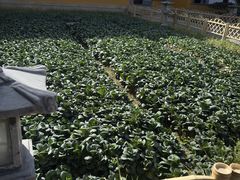 -重元寺香积厨素斋馆