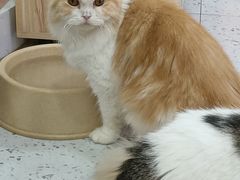 -喵园·猫主题咖啡厅·撸猫·猫咖(国贸店)