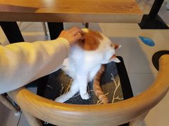 -平行世界·猫咖(首经贸店)