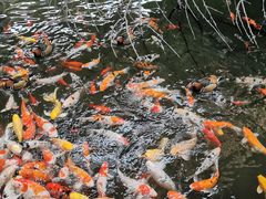 -南宫五洲植物乐园