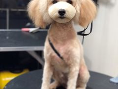 -小尾巴宠物店(万科·金域华庭店)