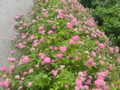 -上海滨江森林公园