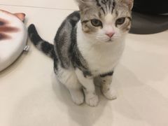 -飞行喵MR PILOT|猫舍·猫咖(静安大融城店)