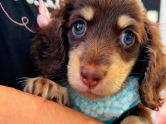 -萌宠之家·腊肠犬·马尔泰·小体犬舍