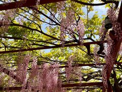 -嘉定紫藤园