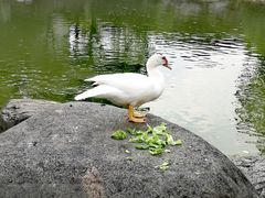 -新虹桥中心花园