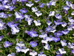 -越秀西湖花市(广州城市广场花卉店)