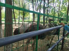 -长白岛森林公园