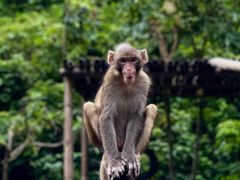 -西双版纳原始森林公园