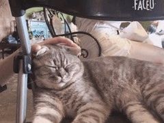 -猫猫幼稚园·撸猫·桌游·电玩