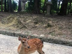 -奈良公园