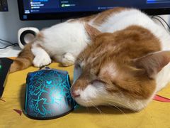 -北京观赏动物医院·24小时大型综合·猫专科·异宠专科