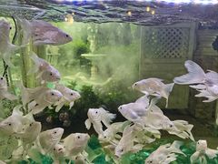 -Lamant Manor已闻花名關於藍