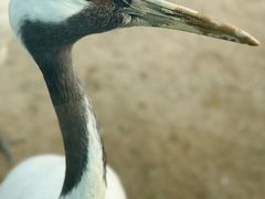 -盐城丹顶鹤湿地生态旅游区