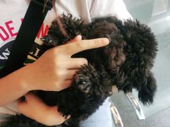 -安安宠医·安宠宠物医院