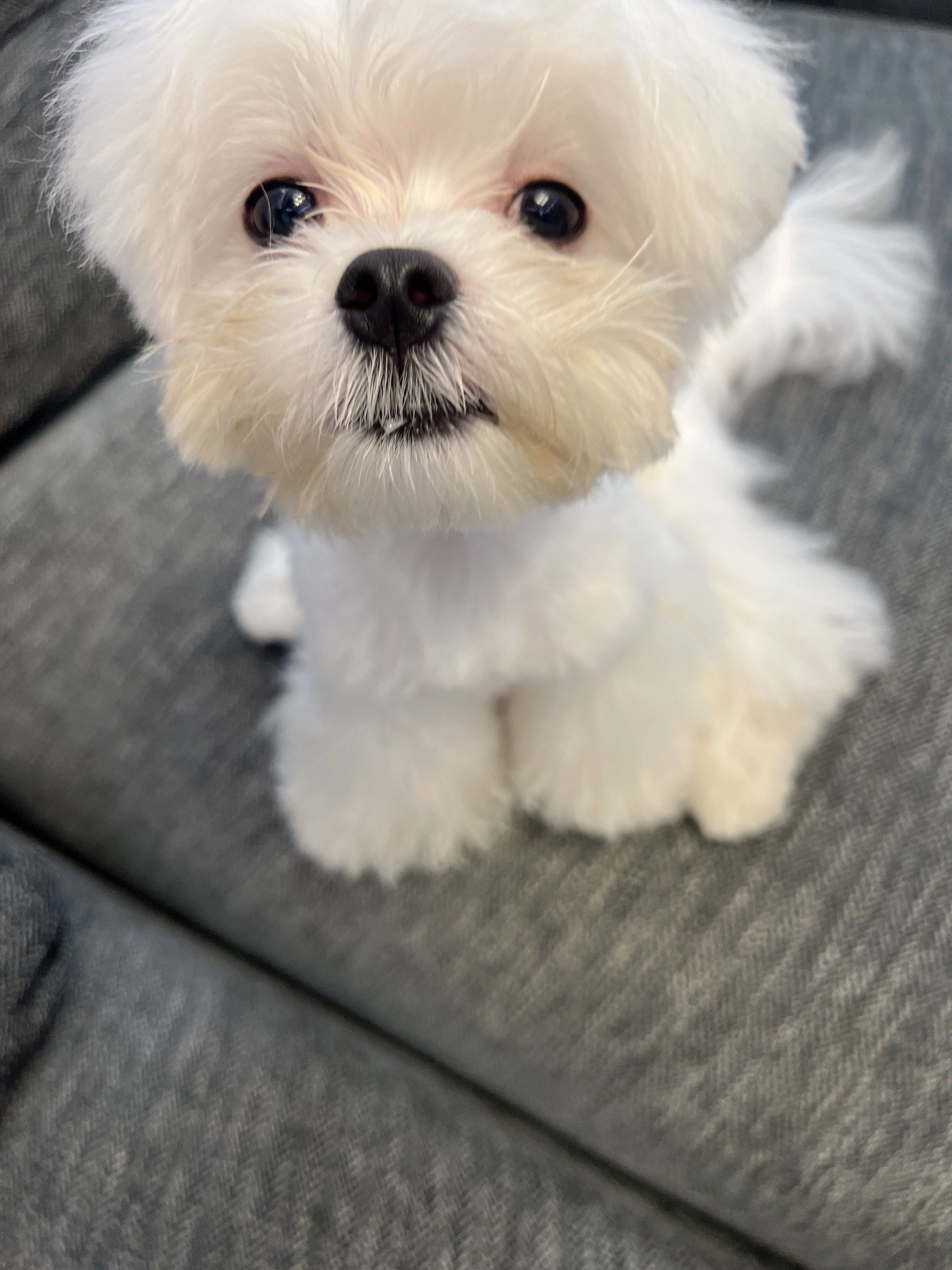 宠物狗狗的日常萌