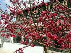 -蘑统田下·野生菌火锅