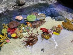 -上海海洋水族馆