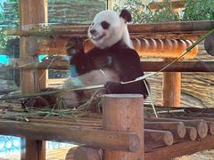 -西霞口神雕山野生动物世界