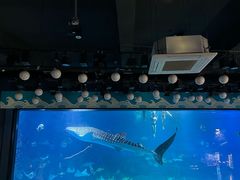 -烟台海昌鲸鲨海洋公园