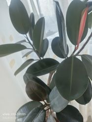 -HEYAN荷妍专业脱毛连锁机构