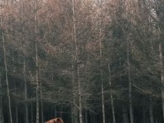 -御道口草原森林风景区