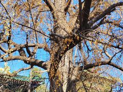 -少林寺欢喜地素斋馆