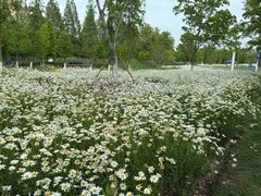 -昆山城市生态森林公园