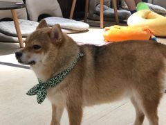 -逗柴咖啡屋·狗咖猫咖宠物桌游