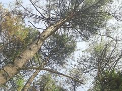 -帽儿山国家森林公园