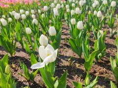 -长春公园(普阳街道)