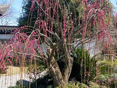 -杭州植物园